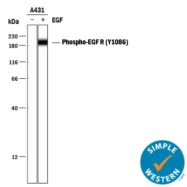 Detection of Human Phospho-EGFR (Y1086) antibody by Simple WesternTM.