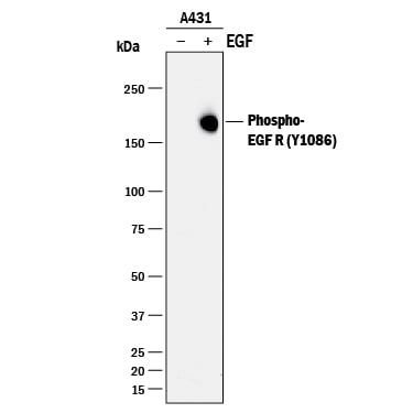 Detection of Phospho-EGFR (Y1086) antibody by Western Blot.
