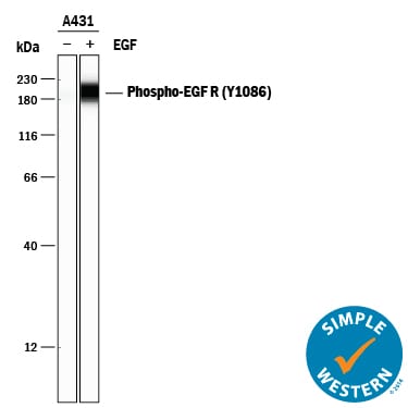 Detection of Human Phospho-EGFR (Y1086) antibody by Simple WesternTM.