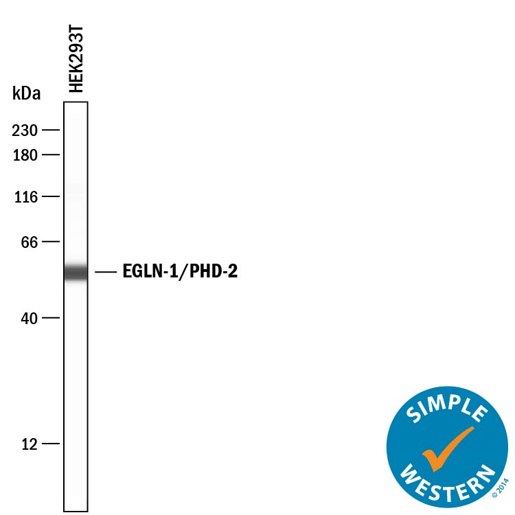 Detection of Human EGLN1/PHD2 antibody by Simple WesternTM.