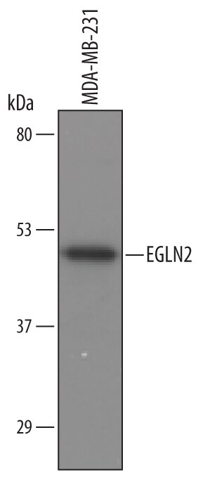Detection of Human EGLN2/PHD1 antibody by Western Blot.