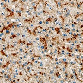 ELF3 antibody in Human Liver by Immunohistochemistry (IHC-P).