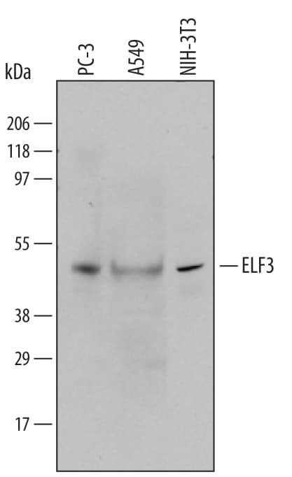 Detection of Human/Mouse ELF3 antibody by Western Blot.