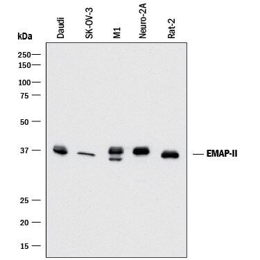 Detection of Human, Mouse, and Rat EMAP-II antibody by Western Blot.