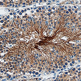 EMMPRIN/CD147 antibody in Mouse Testis by Immunohistochemistry (IHC-Fr).