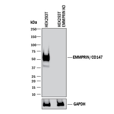 Western Blot Shows Human EMMPRIN/CD147 Antibody Specificity by Using Knockout Cell Line.