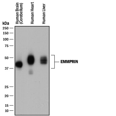 Detection of Human EMMPRIN/CD147 antibody by Western Blot.