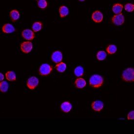 EMP/MAEA antibody in Jurkat Human Cell Line by Immunocytochemistry (ICC).