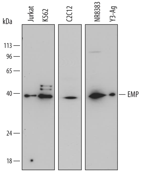 Detection of Human, Mouse, and Rat EMP/MAEA antibody by Western Blot.