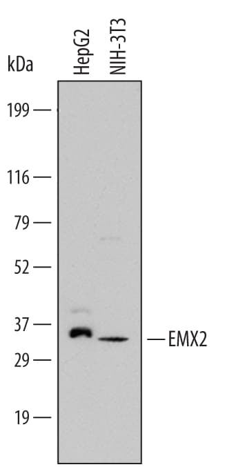 Detection of Human and Mouse EMX2 antibody by Western Blot.