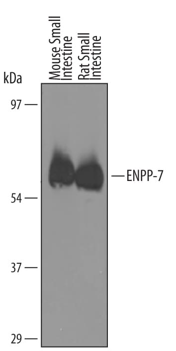Detection of Mouse ENPP‑7/Alk-SMase antibody by Western Blot.