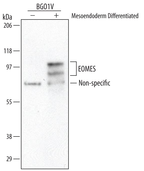 Detection of Human EOMES antibody by Western Blot.