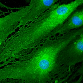 EPCR antibody in bEnd by Immunocytochemistry (ICC).3 Mouse Cell Line by Immunocytochemistry (ICC).