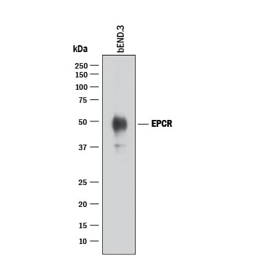 Detection of Mouse EPCR antibody by Western Blot.