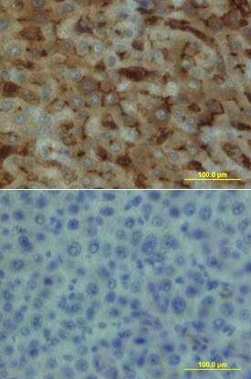 EPCR antibody in Human Liver by Immunohistochemistry (IHC-P).
