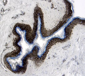 EPCR antibody in Human Skin by Immunohistochemistry (IHC-P).