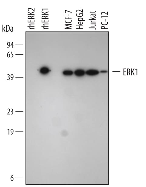 Detection of Human, Mouse, and Rat ERK1 antibody by Western Blot.