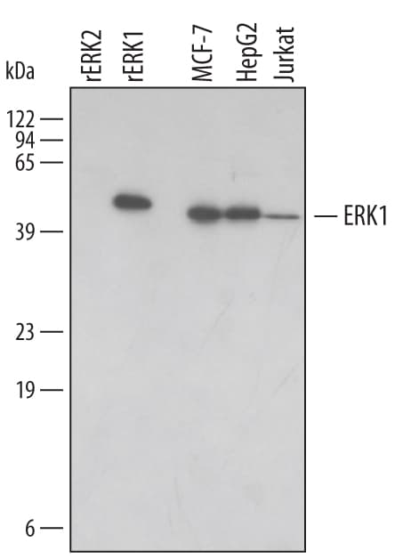 Detection of Human ERK1 antibody by Western Blot.