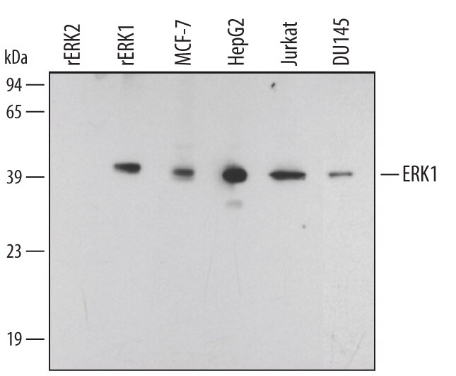 Detection of Human ERK1 antibody by Western Blot.