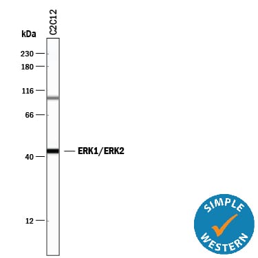Human/Mouse/Rat ERK1/ERK2 Antibody AF1576: R&D Systems