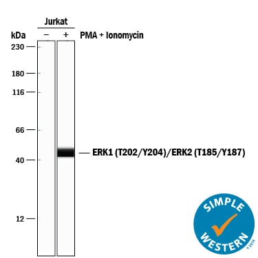 Detection of Human Phospho-ERK1 (T202/Y204)/ERK2 (T185/Y187) antibody by Simple WesternTM.