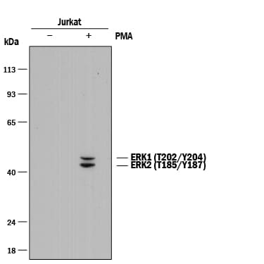 Detection of Human Phospho-ERK1 (T202/Y204)/ERK2 (T185/Y187) antibody by Western Blot.