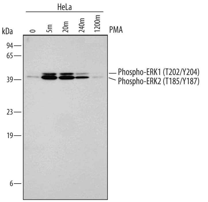 Detection of Human Phospho-ERK1 (T202/Y204) and ERK2 (T185/Y187) antibody by Western Blot.