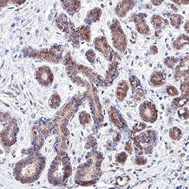 ERK2 antibody in Human Breast by Immunohistochemistry (IHC-P).