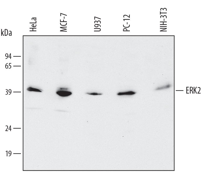 Detection of Human/Mouse/Rat ERK2 antibody by Western Blot.