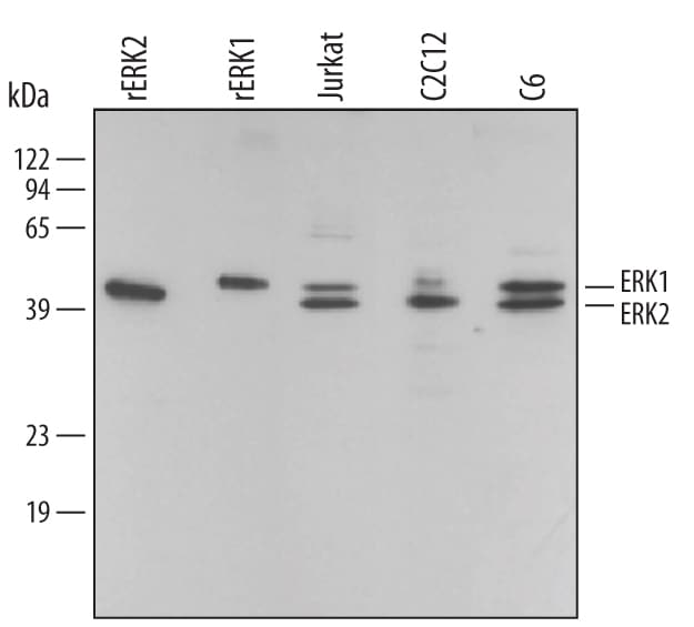 Detection of Human/Mouse/Rat ERK1/ERK2 antibody by Western Blot.