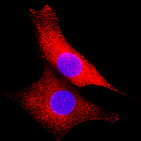 ERK2 antibody in 3T3-L1 Mouse Cell Line by Immunocytochemistry (ICC).