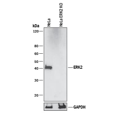 Western Blot Shows Human ERK2 Antibody Specificity by Using Knockout Cell Line.