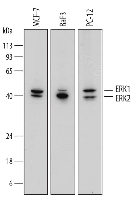 Detection of Human, Mouse, and Rat ERK1/ERK2 antibody by Western Blot.