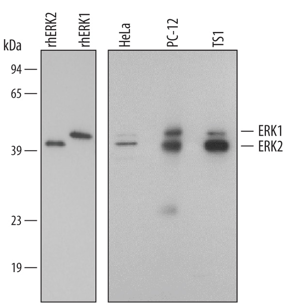 Detection of Human/Mouse/Rat ERK1/ERK2 antibody by Western Blot.