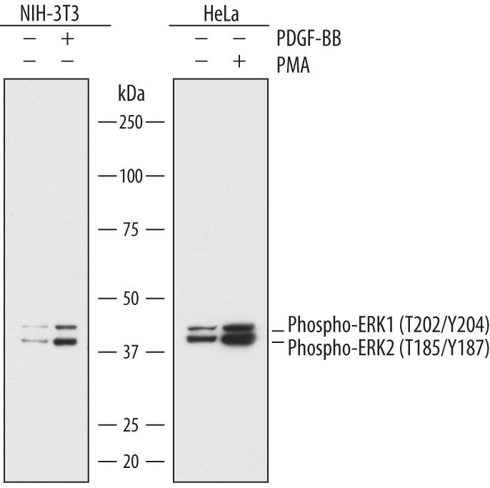 Detection of Human and Mouse Phospho-ERK1 (T202/Y204)/ERK2 (T185/Y187) antibody by Western Blot.