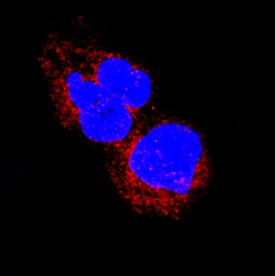 ERK4 antibody in Raji Human Cell Line by Immunocytochemistry (ICC).