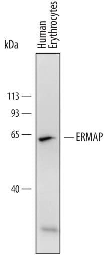 Detection of Human ERMAP antibody by Western Blot.