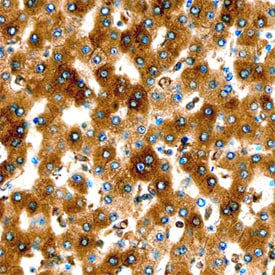 ERp57/PDIA3 antibody in Human Liver by Immunohistochemistry (IHC-P).