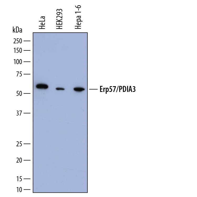 Detection of Human and Mouse ERp57/PDIA3 antibody by Western Blot.