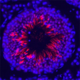 ESGP antibody in Mouse Testis by Immunohistochemistry (IHC-Fr).
