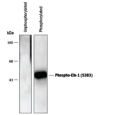 Detection of Phospho-Elk-1 (S383) antibody by Western Blot