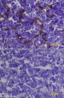Endoglin/CD105 antibody in Mouse Embryo by Immunohistochemistry (IHC-Fr).