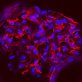 Endoglin/CD105 antibody in Rat Kidney by Immunohistochemistry (IHC-Fr).