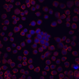 Endoglin/CD105 antibody in U937 Human Cell Line by Immunocytochemistry (ICC).