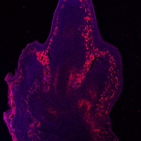 Endoglin/CD105 antibody in Mouse Embryo by Immunohistochemistry (IHC-Fr).