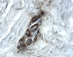 Endorepellin/Perlecan antibody in Human Skin by Immunohistochemistry (IHC-P).