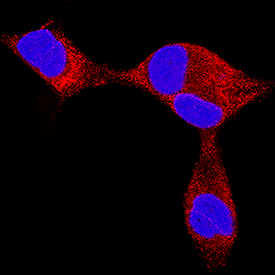 Endothelin-3 antibody in LNCaP Human Cell Line by Immunocytochemistry (ICC).