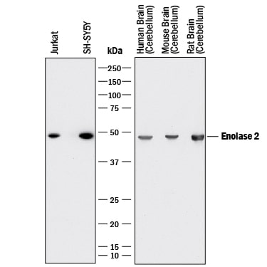 Detection of Human, Mouse, and Rat Enolase 2/Neuron-specific Enolase antibody by Western Blot.