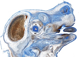 EphA3 antibody in Mouse Embryo by Immunohistochemistry (IHC-Fr).