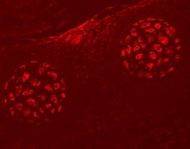EphA4 antibody in Embryonic Rat Rib Cartilage Primordium by Immunohistochemistry (IHC-Fr).
